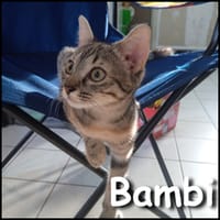 Bambi, chatte à adopter