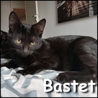 Bastet, chatte à adopter