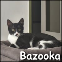 Bazooka, chatte à adopter