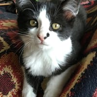 DOMINO, chat à adopter
