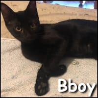 Bboy, chat à adopter
