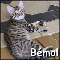 Bémol, chat à adopter