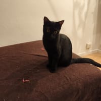 Berry, chatte à adopter