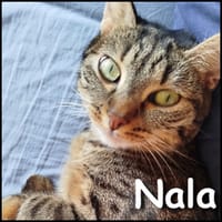 Nala, chatte à adopter