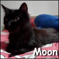 Moon, chatte à adopter