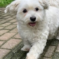 Shyla, teefjes ter adoptie