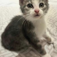 Bakara, chatte à adopter