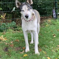 Blue, reutjes ter adoptie