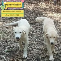 Marley e Desy, cane da adottare