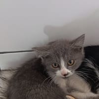 NUAGE, chat à adopter