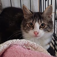 FELINES, chatte à adopter
