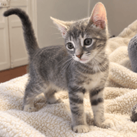 REMI, chat à adopter