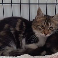 BAMBI, chat à adopter