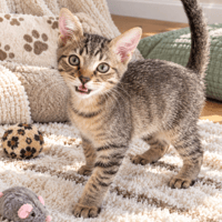 DORE, chat à adopter