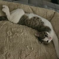 LOKI, chat à adopter