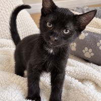 SOLA, chat à adopter