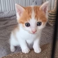 ISIDORE, chat à adopter