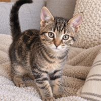 SIDO, chatte à adopter