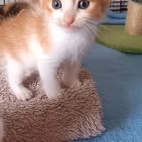 WALTER, chat à adopter