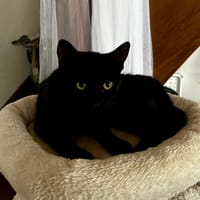 LOULIE, chatte à adopter