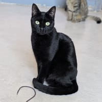 THEA, chatte à adopter