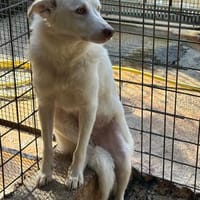 Simba, Hund zur Adoption