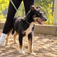 Merlin (Mendel) -Junger Hundebub sucht ein tolles Zuhause, Hund zur Adoption