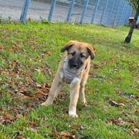 Cash sucht seine Familie, Hund zur Adoption