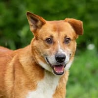 Lieber Rüde Boris sucht sein Glück, Hund zur Adoption