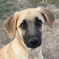 ARABELLA sucht Zuhause, Hündin zur Adoption