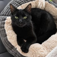 Zorro, liebevoller Kuschelpanther, ca. 1 Jahr, Kater zur Adoption