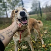 Armin sucht seine Familie, Hund zur Adoption