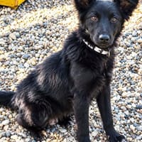 Der junge Benni will mit Dir die Welt entdecken!, Hund zur Adoption