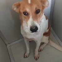 Roy, Hund zur Adoption