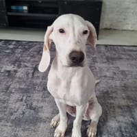 NED  süßer charmanter Junghund in Pflegestelle, Hund zur Adoption