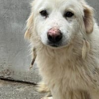 Cima - hübsche Wuschelhündin, Hündin zur Adoption