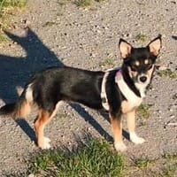 Süße Keisy🌺 sucht liebevolles Zuhause, Hündin zur Adoption