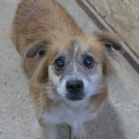 menschenbezogener, fröhlicher Beppi sucht ein Zuhause, Hund zur Adoption