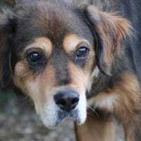 Brad - verschmust u. zutraulich, Hund zur Adoption