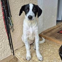 Kayleigh, jung, verspielt, es fehlt nur ihre eigene Familie, Hündin zur Adoption