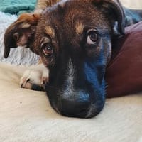 Der junge neugierige Nio möchte die Welt entdecken!, Hund zur Adoption