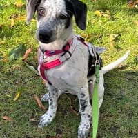 DOTTY - ein unwiderstehlich süßes Hundemädchen, Hündin zur Adoption