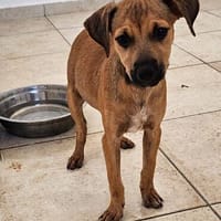 Kleine Entdeckerin Molly, Hündin zur Adoption