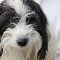 Pamino - verschmuster, lieber Rüde, Hund zur Adoption