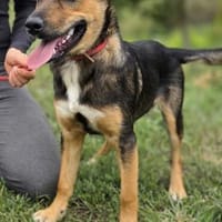 Junger IKO sucht sein Zuhause, Hund zur Adoption