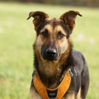 Junger Traumhund Gaspard sucht Traumzuhause, Hund zur Adoption