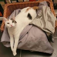 Hübsche FIV positive Fleki sucht liebevolle Familie, Katze zur Adoption