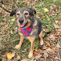 Freundlicher,lieber Bruno, Hund zur Adoption