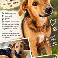 Manos die Zuckerschnute / PLZ 82284, Hund zur Adoption