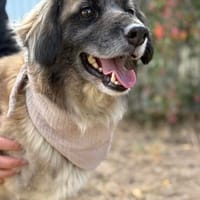 Nader Liebevoller Rüde sucht ein tolles Zuhause, Hund zur Adoption